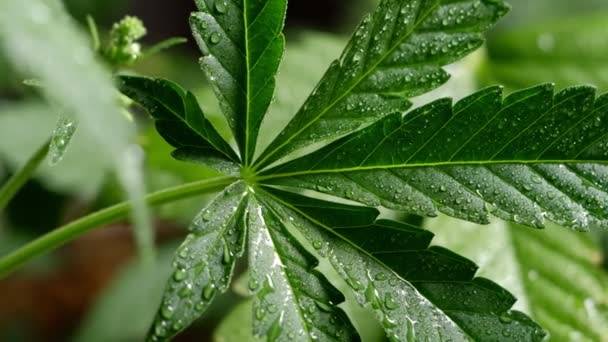 Grön Ung Medicinsk Cannabis Växt Blad Närbild Växt Marijuana Naturligt — Stockvideo
