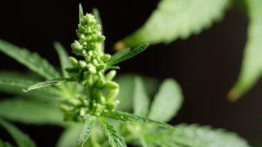 Genç, yeşil tıbbi kenevir erkek bitkisi yaprağı yakın plan marihuana doğal olarak sağlık ve refah yeşil kenevir. Yatay oryantasyon. 4k