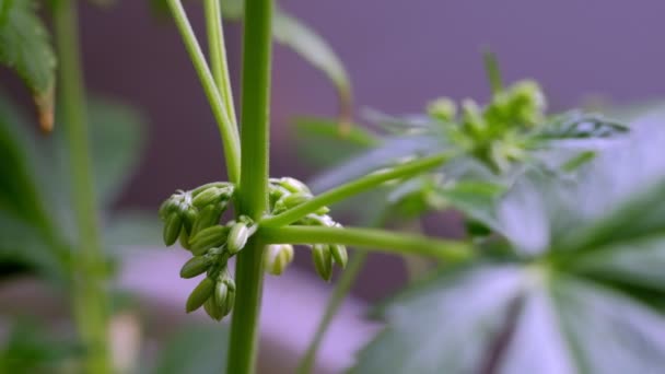 Groene Jonge Medicinale Cannabis Mannelijke Plant Blad Close Plant Marihuana — Stockvideo