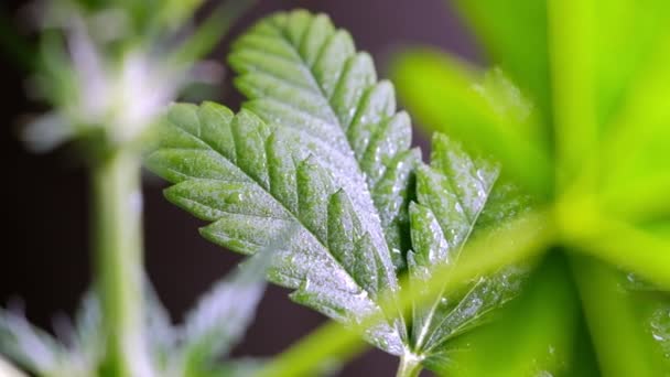 Cannabis Medicinal Jovem Verde Planta Folha Close Planta Maconha Naturalmente — Vídeo de Stock