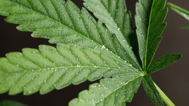 Zelená Mladá Lékařská Rostlina Konopí List Zblízka Rostlina Marihuana Přirozeně — Stock video