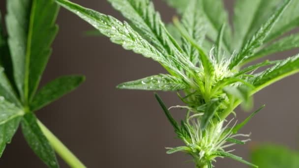 Зелений молодий медичний канабіс жіночий лист рослини крупним планом марихуани природно Здоров'я і благополуччя зеленого канабісу. 4k — стокове відео