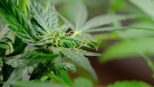 녹색젊은 의학 대마초 여성 식물 잎 근육질 공장 마리화나에서 개발 — 비디오