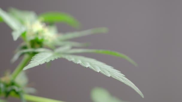 La hoja de planta femenina de cannabis medicinal joven verde se desarrolla en la planta de primer plano del viento — Vídeo de stock