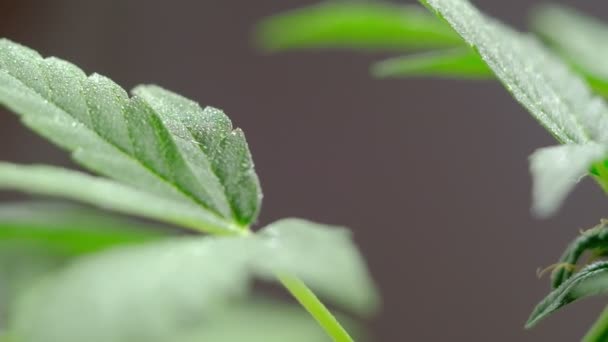 Zelené mladé lékařské listy konopí rostlina se vyvíjí ve větru close-up rostlina marihuany přirozeně. detal — Stock video