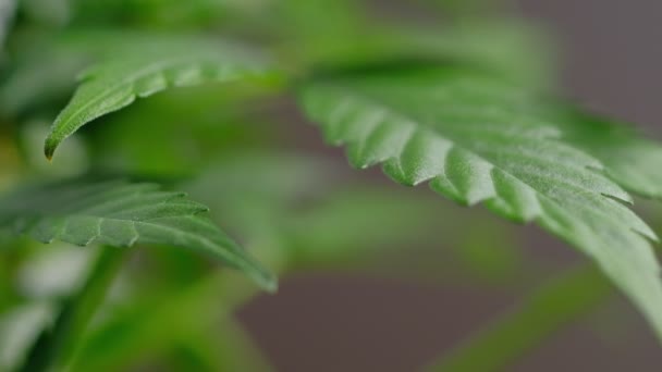 Green giovane pianta di cannabis medica foglia si sviluppa nel vento close-up pianta di marijuana naturalmente. dettaglio — Video Stock