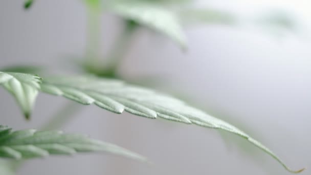 La hoja de planta de cannabis medicinal joven verde se desarrolla en el viento de cerca de la marihuana planta de forma natural. detalle — Vídeo de stock