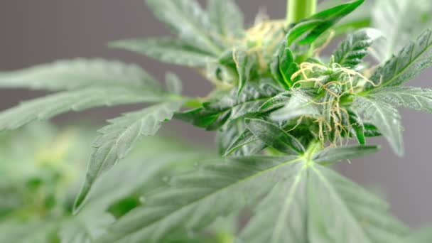 Genç, yeşil tıbbi kenevir dişi bitki yaprağı rüzgar yakın plan bitki marihuanasında doğal olarak gelişir. detay — Stok video