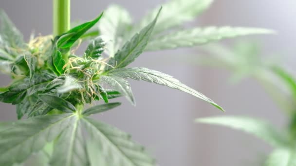 Groene jonge medicinale cannabis vrouwelijke plant blad ontwikkelt zich in de wind close-up plant marihuana natuurlijk. bijzonderheden — Stockvideo