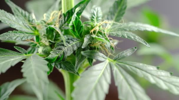 Grünes junges medizinisches Cannabisweibchenblatt entwickelt sich in der windnahen Pflanze Marihuana auf natürliche Weise. detail — Stockvideo