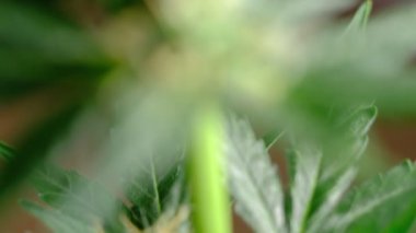 Yeşil genç tıbbi kenevir familyası bitki yaprağı rüzgar yakın plan bitki marihuanasında doğal olarak gelişir. detay