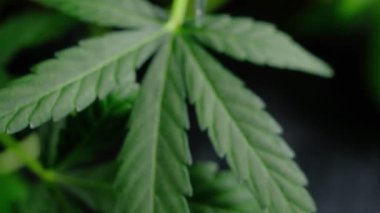 Yeşil, genç tıbbi kenevir bitkisi yaprağı rüzgar yakın plan bitki marihuanasında doğal olarak gelişir. detay