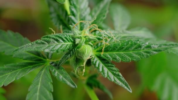 Genç, yeşil tıbbi kenevir dişi bitki yaprağı rüzgar yakın plan bitki marihuanasında doğal olarak gelişir. detay — Stok video
