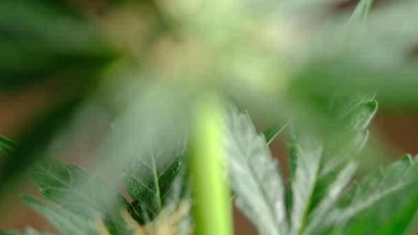 Yeşil genç tıbbi kenevir familyası bitki yaprağı rüzgar yakın plan bitki marihuanasında doğal olarak gelişir. detay — Stok video