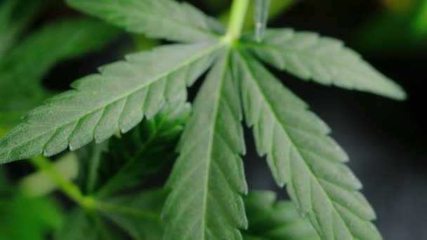 Folha de planta de cannabis medicinal jovem verde se desenvolve no vento close-up planta maconha naturalmente. detalhe — Vídeo de Stock