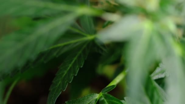 Folha de planta de cannabis medicinal jovem verde se desenvolve no vento close-up planta maconha naturalmente. detalhe — Vídeo de Stock
