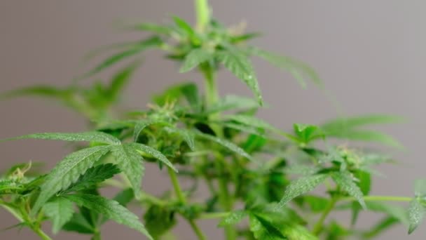 Grön ung medicinsk cannabis kvinnliga plantblad utvecklas i vindkraftverk marijuana naturligt — Stockvideo