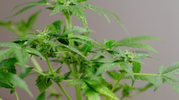Yeşil genç tıbbi kenevir dişi bitki yaprağı rüzgar bitkisi marihuanasında doğal olarak gelişir. — Stok video