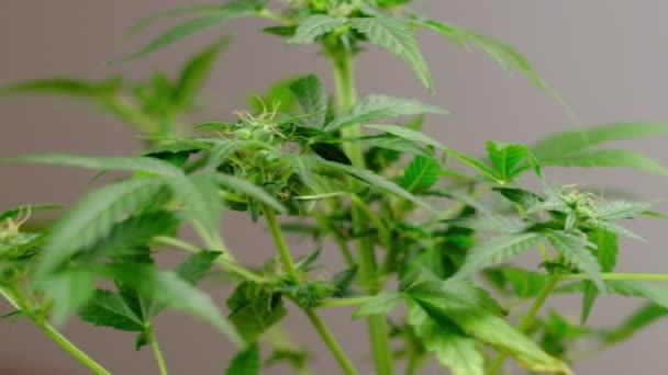 Groene Jonge Medicinale Cannabis Vrouwelijke Plant Blad Ontwikkelt Wind Close — Stockvideo