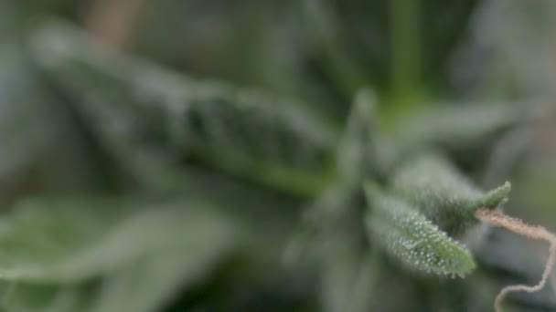 Primer plano de Cannabis hembra con pelos visibles y tricomas. planta en fase de floración. — Vídeos de Stock