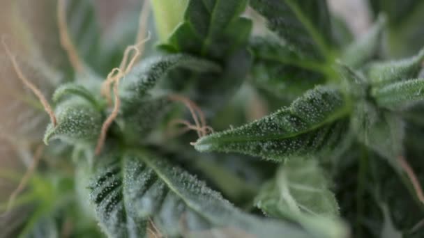 Closeup de Cannabis fêmea com cabelos visíveis e tricomas. planta em fase de floração. — Vídeo de Stock