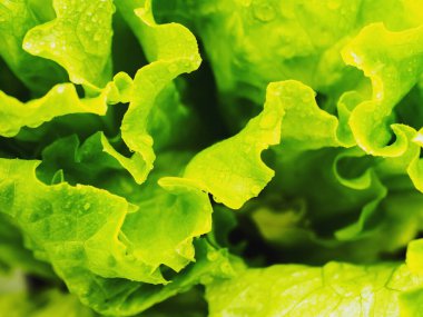 Taze salata sebzesi, organik çiftlikte salata ekimi, sağlık piyasası için. Yatay yönelim