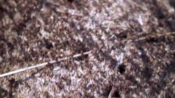 Groep Insecten Bosmieren Formica Rufa Werken Een Mierenhoop Close — Stockvideo