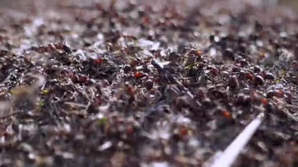 Grupp Insekter Skogsmyror Formica Rufa Arbetar Myrstack Närbild — Stockvideo