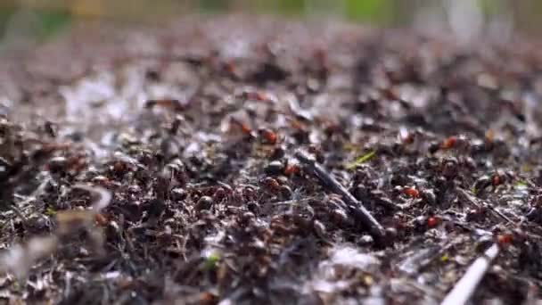 Grup Insecte Furnici Forestiere Formica Rufa Care Lucrează Într Antilon — Videoclip de stoc