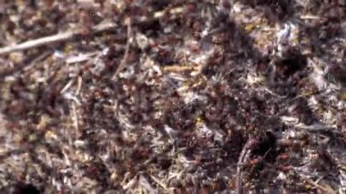 Orman Karıncaları, karınca yuvasında çalışan bir grup böcek. 4k