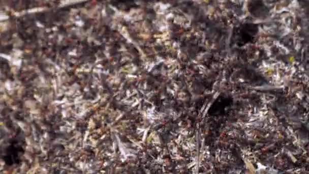Grupo Insectos Hormigas Forestales Formica Rufa Trabajando Primer Plano Hormiguero — Vídeos de Stock
