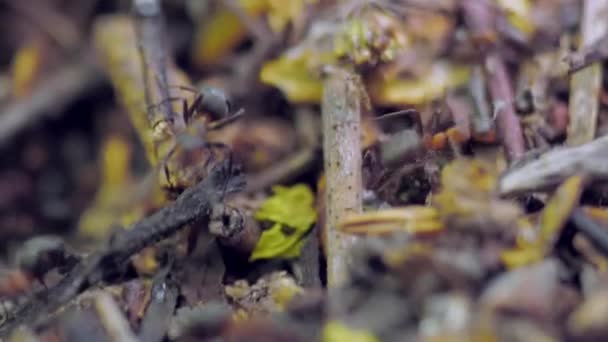 Grupo Insetos Formigas Florestais Formica Rufa Trabalhando Formigueiro Close — Vídeo de Stock
