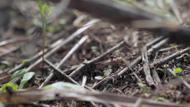 Grupo Insetos Formigas Florestais Formica Rufa Trabalhando Formigueiro Close — Vídeo de Stock