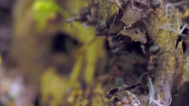 成群结队的昆虫森林蚂蚁在蚁丘的特写镜头下工作 — 图库视频影像