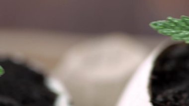 Evsiz kediler. Yavrular yeşil çimlerin üzerinde yatıp oynuyorlar. 4k