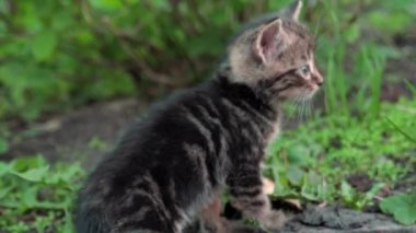 Evsiz kediler. Yavrular yeşil çimlerin üzerinde yatıp oynuyorlar. 4k