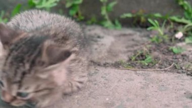 Evsiz kediler. Yavrular yeşil çimlerin üzerinde yatıp oynuyorlar. 4k