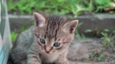 Evsiz kediler. Yavrular yeşil çimlerin üzerinde yatıp oynuyorlar. 4k