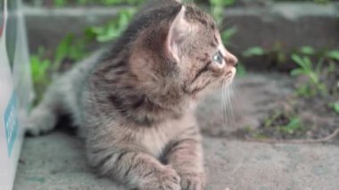 Evsiz kediler. Yavrular yeşil çimlerin üzerinde yatıp oynuyorlar. 4k