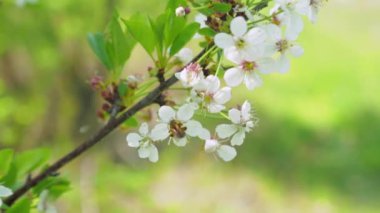Meyve ağaçlarının bahar çiçekleri. Rüzgar çiçekleri sallar. Yakın plan. 4k