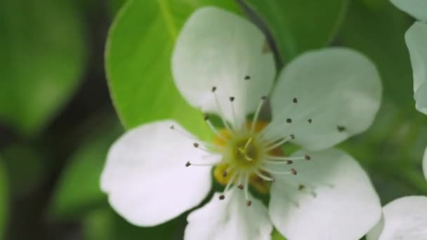 Floración Primaveral Árboles Frutales Viento Sacude Las Flores Primer Plano — Vídeos de Stock