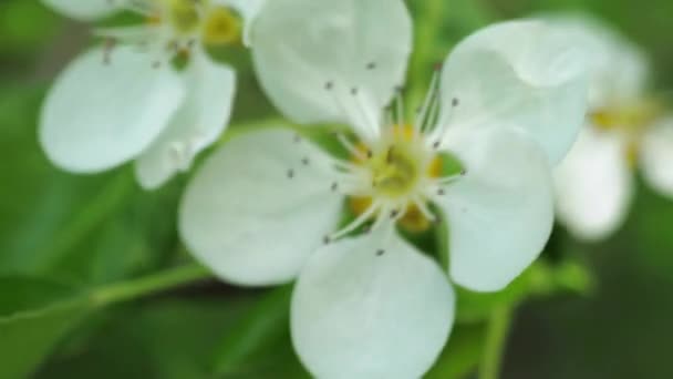 Jarní Kvetení Ovocných Stromů Vítr Otřásá Květinami Detailní Záběr — Stock video