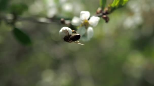 Frühjahrsblüte Der Obstbäume Der Wind Schüttelt Die Blumen Nahaufnahme — Stockvideo