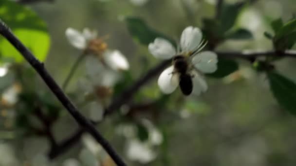 Voorjaarsbloei Van Fruitbomen Wind Schudt Bloemen Close — Stockvideo