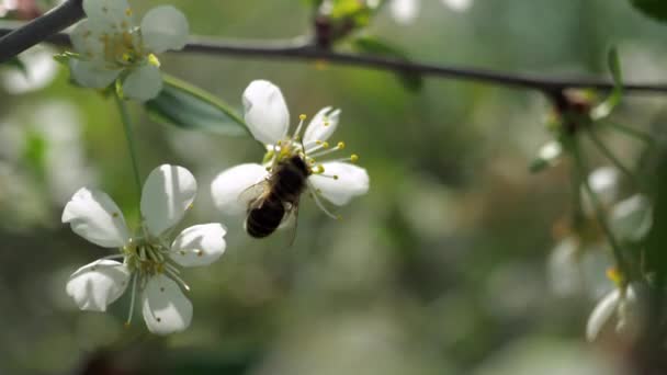 Floración Primaveral Árboles Frutales Viento Sacude Las Flores Primer Plano — Vídeos de Stock