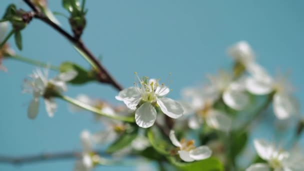 果樹の春の開花 風が花を揺らす 接近中だ — ストック動画