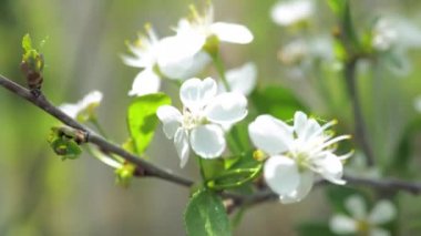 Meyve ağaçlarının bahar çiçekleri. Rüzgar çiçekleri sallar. Yakın plan. 4k