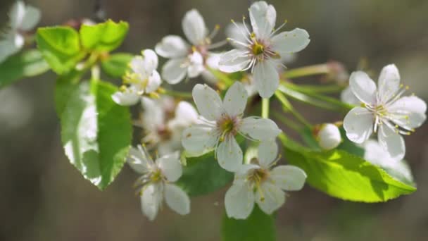 Frühjahrsblüte Der Obstbäume Der Wind Schüttelt Die Blumen Nahaufnahme — Stockvideo