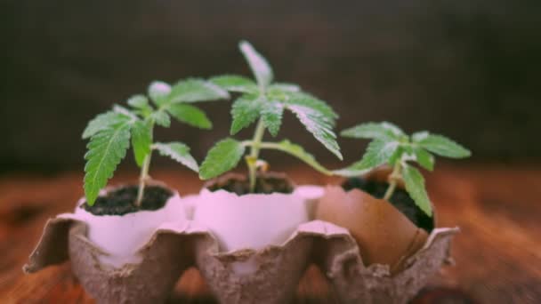 Marihuana medicinal crece de una cáscara de huevo sobre fondo de madera. — Vídeos de Stock