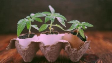 Tıbbi marihuana, ahşap arka planda bir yumurta kabuğundan yetişir..